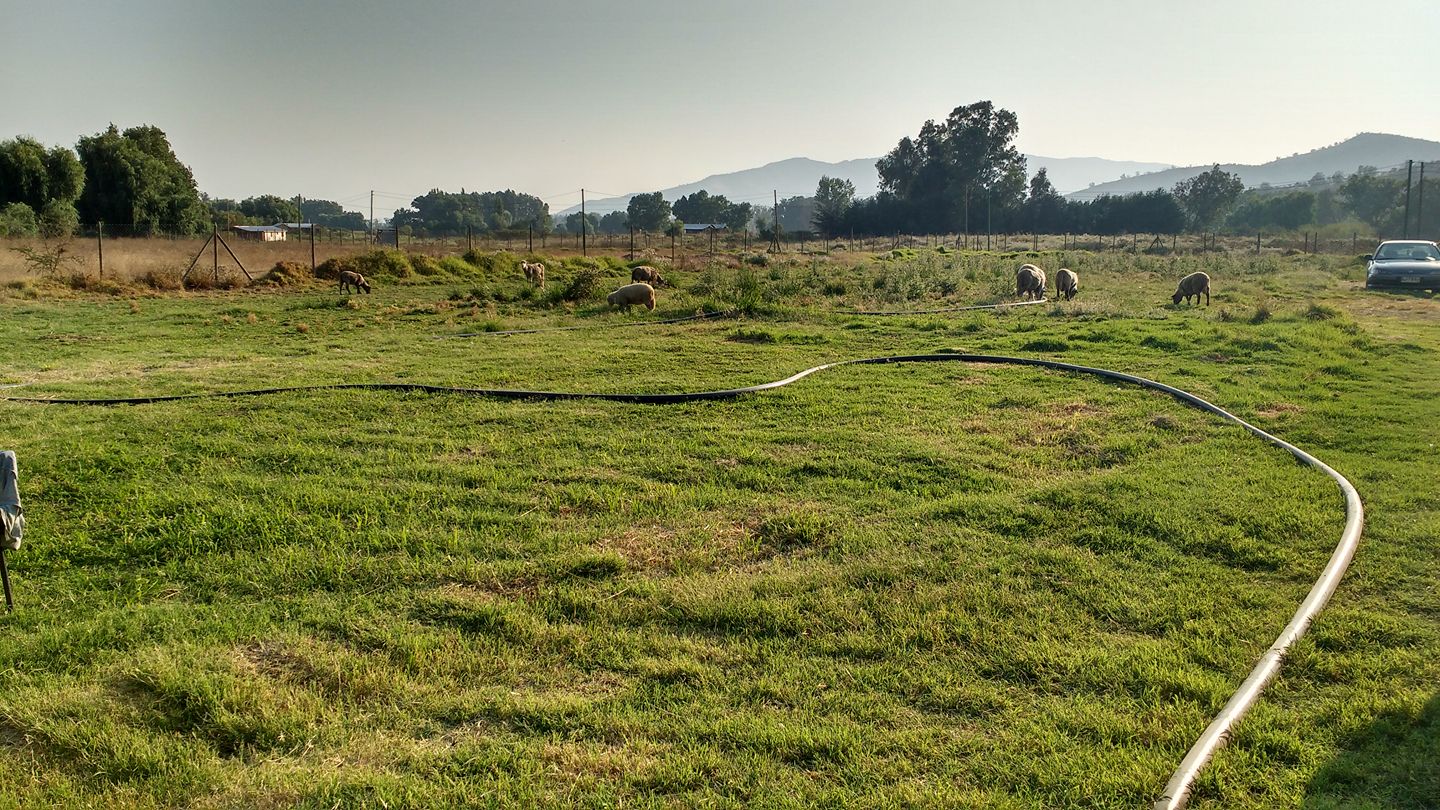Paisaje con animales en el terreno